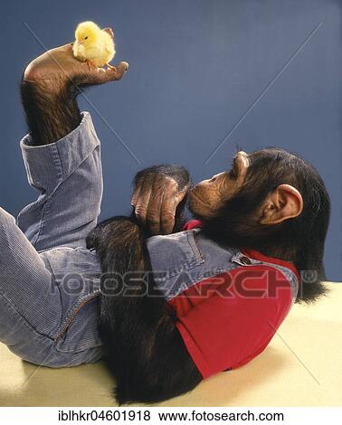 Chimpanzee plays with Kittens, England, Great Britain View Large Photo Image Stock Photo - Chimpanzee plays with Kittens, England, Great Britain. Fotosearch