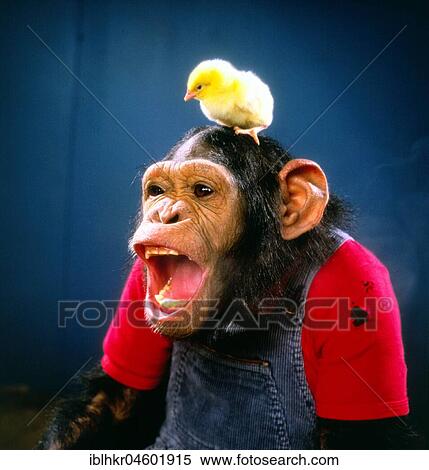 Chimpanzee plays with Kittens, England, Great Britain View Large Photo Image Stock Photography - Chimpanzee plays with Kittens, England, Great Britain. Fotosearch