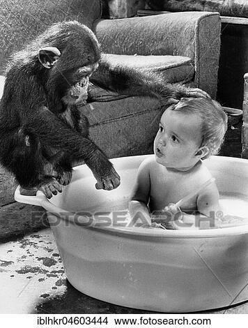 Chimpanzee washes a child, England, Great Britain View Large Photo Image Picture - Chimpanzee washes a child, England, Great Britain. Fotosearch