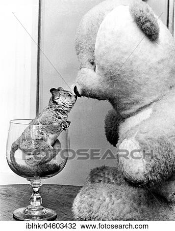 Chinchilla kissing teddy bear, England, Great Britain View Large Photo Image Stock Image - Chinchilla kissing teddy bear, England, Great Britain. Fotosearch