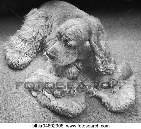 Cocker Spaniel with puppies, England, Great Britain View Large Photo Image Stock Photo - Cocker Spaniel with puppies, England, Great Britain. Fotosearch