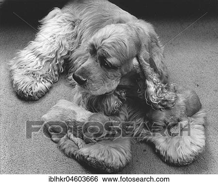 Stock Photograph - Cocker Spaniel with two puppies, England, Great Britain. Fotosearch