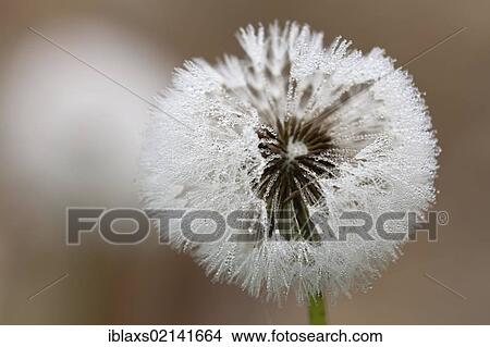Picture - Dandelion (Taraxacum officinale) clock in the mist with fine droplets of water, Lake Constance, Baden-Wuerttemberg, Germany, Europe, PublicGround, Europe. Fotosearch