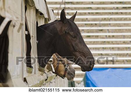Dark brown horse looking out of a stall at the Pferd International Muenchen, International Horse Show in Munich, Bavaria, Germany, Europe View Large Photo Image Stock Photography - Dark brown horse looking out of a stall at the Pferd International Muenchen, International Horse Show in Munich, Bavaria, Germany, Europe. Fotosearch