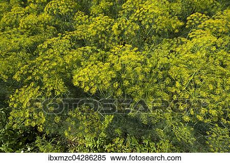 Dill, Anbau (Anethum graveolens) im Knoblauchsland, Anbaugebiet in Hofles bei Nurnberg, Mittelfranken, Bayern, Deutschland, Europa View Large Photo Image Stock Photography - Dill, Anbau (Anethum graveolens) im Knoblauchsland, Anbaugebiet in Hofles bei Nurnberg, Mittelfranken, Bayern, Deutschland, Europa. Fotosearch