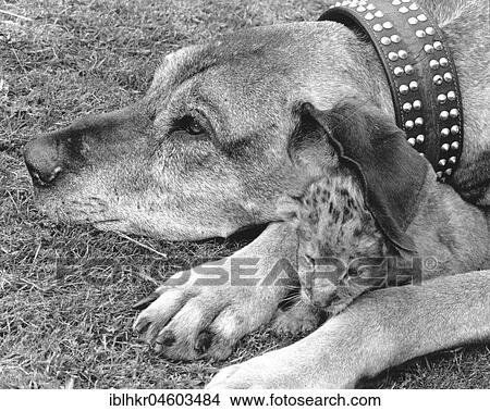 Dog and baby lion, England, Great Britain View Large Photo Image Picture - Dog and baby lion, England, Great Britain. Fotosearch