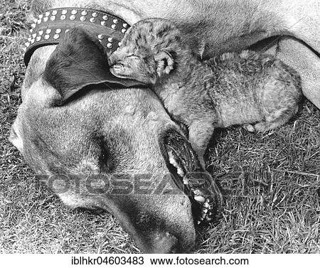 Stock Image - Dog and baby lion, England, Great Britain. Fotosearch