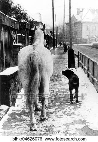 Stock Photograph - Dog and horse go for a walk about 1970s, exact place unknown, Czech Republic, Europe. Fotosearch