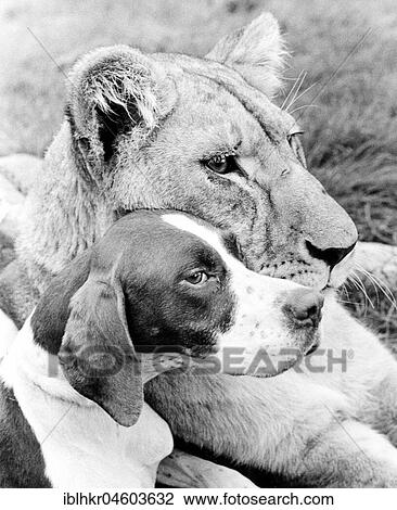 Dog and Lion cuddling, England, Great Britain View Large Photo Image Stock Image - Dog and Lion cuddling, England, Great Britain. Fotosearch