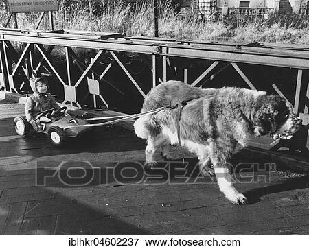 Dog pulls toy car with child, England, Great Britain View Large Photo Image Stock Photo - Dog pulls toy car with child, England, Great Britain. Fotosearch