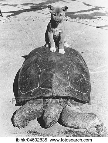 Stock Photography - Dog sits on turtle, England, Great Britain. Fotosearch