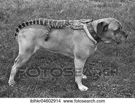 Dog with crocodile, England, Great Britain View Large Photo Image Picture - Dog with crocodile, England, Great Britain. Fotosearch