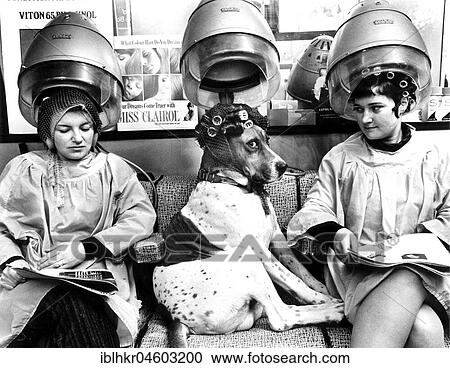 Dog with curlers at the hairdresser, under the hood, between two ladies, England, Great Britain View Large Photo Image Stock Image - Dog with curlers at the hairdresser, under the hood, between two ladies, England, Great Britain. Fotosearch