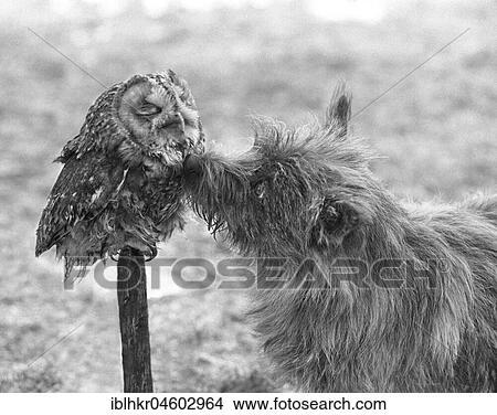 Dog with owl, England, Great Britain View Large Photo Image Picture - Dog with owl, England, Great Britain. Fotosearch