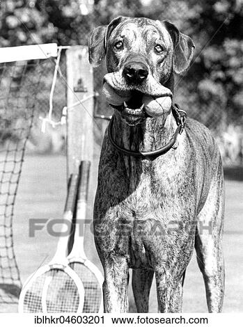 Dog with tennis balls in his mouth, England, Great Britain View Large Photo Image Stock Image - Dog with tennis balls in his mouth, England, Great Britain. Fotosearch