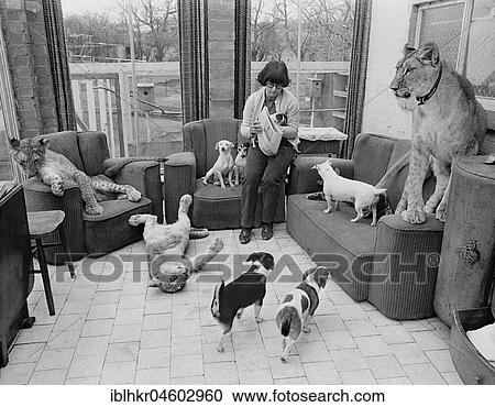 Dogs and lions in a woman's living room, England, Great Britain View Large Photo Image Stock Image - Dogs and lions in a woman's living room, England, Great Britain. Fotosearch