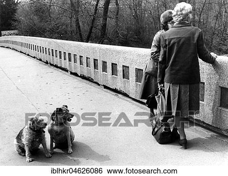 Dogs are waiting for their mistress about 1970s, exact place unknown, Czech Republic, Europe View Large Photo Image Stock Photograph - Dogs are waiting for their mistress about 1970s, exact place unknown, Czech Republic, Europe. Fotosearch