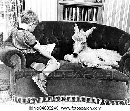 Donkey and a boy sitting comfortably on the sofa, England, Great Britain View Large Photo Image Stock Image - Donkey and a boy sitting comfortably on the sofa, England, Great Britain. Fotosearch