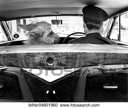 Donkey with man in car, England, Great Britain View Large Photo Image Stock Image - Donkey with man in car, England, Great Britain. Fotosearch