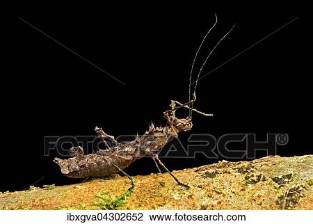 Dornen-Gespenstschrecke (Parobrimus sp. ) Nebelregenwald, Cosanga, Ecuador, Sudamerika View Large Photo Image Stock Image - Dornen-Gespenstschrecke (Parobrimus sp. ) Nebelregenwald, Cosanga, Ecuador, Sudamerika. Fotosearch