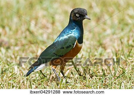 Dreifarben-Glanzstar (Lamprotornis superbus), Ol Pejeta Reservat, Kenia, Afrika View Large Photo Image Stock Photo - Dreifarben-Glanzstar (Lamprotornis superbus), Ol Pejeta Reservat, Kenia, Afrika. Fotosearch