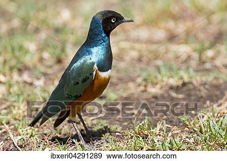 Stock Photo - Dreifarben-Glanzstar (Lamprotornis superbus), Ol Pejeta Reservat, Kenia, Afrika. Fotosearch