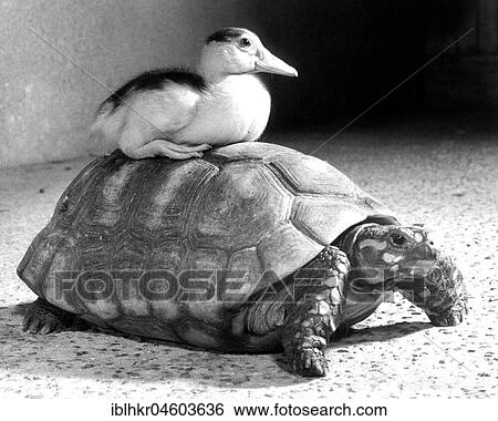 Duck sitting on a turtle, England, Great Britain View Large Photo Image Stock Photograph - Duck sitting on a turtle, England, Great Britain. Fotosearch