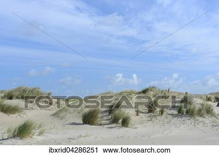 Dunen von De Hors, Texel, Westfriesische Inseln, Nordholland, Niederlande, Europa View Large Photo Image Stock Image - Dunen von De Hors, Texel, Westfriesische Inseln, Nordholland, Niederlande, Europa. Fotosearch