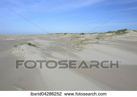 Dunen von De Hors, Texel, Westfriesische Inseln, Nordholland, Niederlande, Europa View Large Photo Image Stock Image - Dunen von De Hors, Texel, Westfriesische Inseln, Nordholland, Niederlande, Europa. Fotosearch