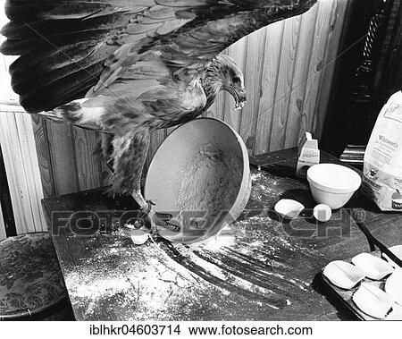 eagle eats from dishes, England, Great Britain View Large Photo Image Picture - eagle eats from dishes, England, Great Britain. Fotosearch