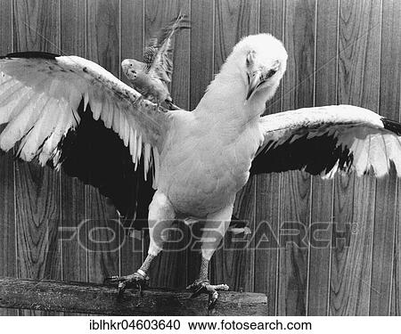Stock Image - Eagle with parakeet, England, Great Britain. Fotosearch