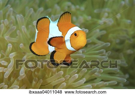 Echter Clownfisch, auch Trauerband-Anemonenfisch (Amphiprion percula), Mindanaosee, auch Boholsee, Philippinen, Asien View Large Photo Image Stock Photo - Echter Clownfisch, auch Trauerband-Anemonenfisch (Amphiprion percula), Mindanaosee, auch Boholsee, Philippinen, Asien. Fotosearch