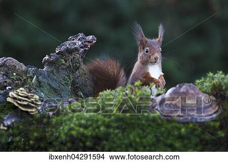 Eichhornchen (Sciurus vulgaris), Emsland, Niedersachsen, Deutschland, Europa View Large Photo Image Picture - Eichhornchen (Sciurus vulgaris), Emsland, Niedersachsen, Deutschland, Europa. Fotosearch