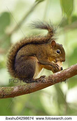 Picture - Eichhornchen (Sciurus vulgaris) sitzt auf Ast und frisst, Nationalpark Manu, UNESCO Weltkulturerbe, Peru, Sudamerika. Fotosearch