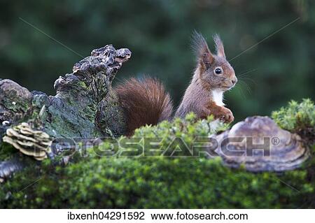 Eichhornchen (Sciurus vulgaris), Emsland, Niedersachsen, Deutschland, Europa View Large Photo Image Stock Image - Eichhornchen (Sciurus vulgaris), Emsland, Niedersachsen, Deutschland, Europa. Fotosearch