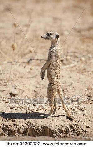 Ein Erdmannchen (Suricata suricatta) halt Ausschau, Kgalagadi Transfrontier Park, Nordkap Provinz, Sudafrika View Large Photo Image Stock Image - Ein Erdmannchen (Suricata suricatta) halt Ausschau, Kgalagadi Transfrontier Park, Nordkap Provinz, Sudafrika. Fotosearch