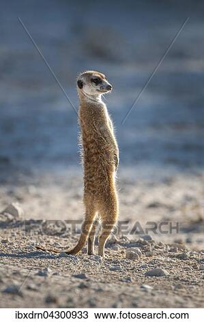 Ein Erdmannchen (Suricata suricatta) halt Ausschau, Kgalagadi Transfrontier Park, Nordkap Provinz, Sudafrika View Large Photo Image Stock Image - Ein Erdmannchen (Suricata suricatta) halt Ausschau, Kgalagadi Transfrontier Park, Nordkap Provinz, Sudafrika. Fotosearch