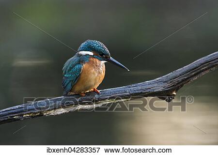 Eisvogel (Alcedo atthis) sitzt auf Ast, Emsland, Niedersachsen, Deutschland, Europa View Large Photo Image Stock Photo - Eisvogel (Alcedo atthis) sitzt auf Ast, Emsland, Niedersachsen, Deutschland, Europa. Fotosearch