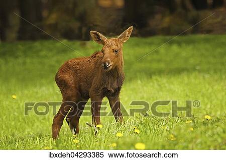 Elch (Alces alces) Kalb, steht im Gras, captive, Schweden, Skandinavien, Europa View Large Photo Image Stock Photography - Elch (Alces alces) Kalb, steht im Gras, captive, Schweden, Skandinavien, Europa. Fotosearch