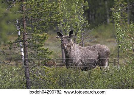 Elch (Alces alces), steht im Gebusch, Bulle im Geweihaufbau, Geweih mit Bast uberzogen, Karelien, Finnland, Europa View Large Photo Image Stock Image - Elch (Alces alces), steht im Gebusch, Bulle im Geweihaufbau, Geweih mit Bast uberzogen, Karelien, Finnland, Europa. Fotosearch