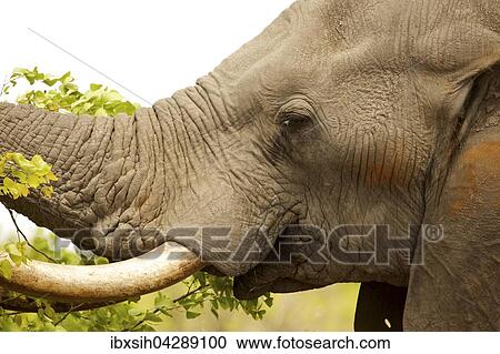 Elefant (Elephantidae) frisst von Busch, Portrait, Kruger Nationalpark, Sudafrika View Large Photo Image Stock Image - Elefant (Elephantidae) frisst von Busch, Portrait, Kruger Nationalpark, Sudafrika. Fotosearch