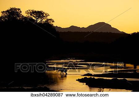 Elefant (Elephantidae) uberquert Fluss bei Sonnenuntergang, Kruger Nationalpark, Sudafrika View Large Photo Image Stock Photo - Elefant (Elephantidae) uberquert Fluss bei Sonnenuntergang, Kruger Nationalpark, Sudafrika. Fotosearch