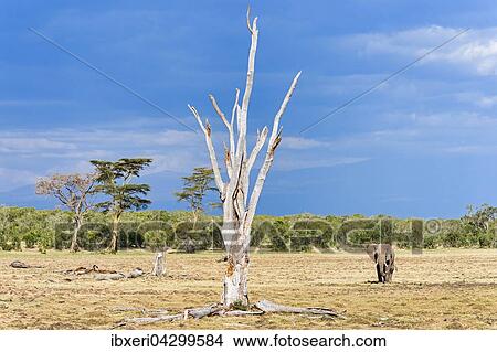 Elefant (Loxodonta africana), Landschaft mit abgestorbenem Baum, Ol Pejeta Reservat, Kenia, Afrika View Large Photo Image Picture - Elefant (Loxodonta africana), Landschaft mit abgestorbenem Baum, Ol Pejeta Reservat, Kenia, Afrika. Fotosearch