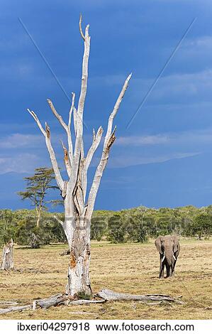 Elefant (Loxodonta africana), Landschaft mit abgestorbenem Baum, Ol Pejeta Reservat, Kenia, Afrika View Large Photo Image Stock Photo - Elefant (Loxodonta africana), Landschaft mit abgestorbenem Baum, Ol Pejeta Reservat, Kenia, Afrika. Fotosearch