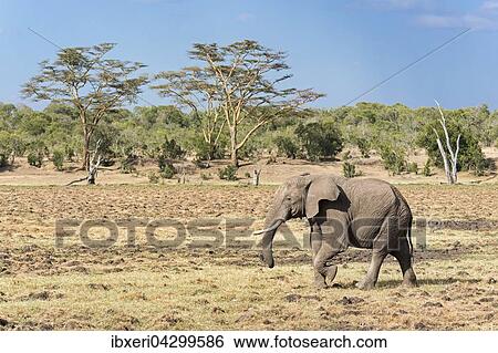 Elefant (Loxodonta africana) vor Baumsavanne, Ol Pejeta Reservat, Kenia, Afrika View Large Photo Image Stock Photograph - Elefant (Loxodonta africana) vor Baumsavanne, Ol Pejeta Reservat, Kenia, Afrika. Fotosearch