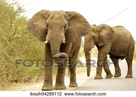 Elefanten (Elephantidae) mit aufgestellten Ohrenlaufen auf Strasse, Kruger Nationalpark, Sudafrika View Large Photo Image Stock Image - Elefanten (Elephantidae) mit aufgestellten Ohrenlaufen auf Strasse, Kruger Nationalpark, Sudafrika. Fotosearch