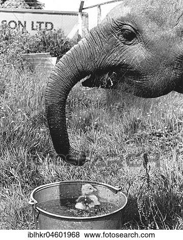 Elephant and bathing chick, England, Great Britain View Large Photo Image Stock Photo - Elephant and bathing chick, England, Great Britain. Fotosearch