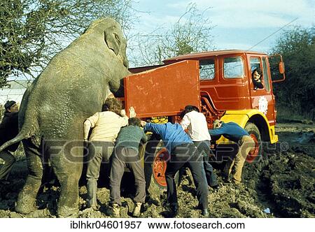 Elephant and men push trucks out of the mud, England, Great Britain View Large Photo Image Stock Photo - Elephant and men push trucks out of the mud, England, Great Britain. Fotosearch