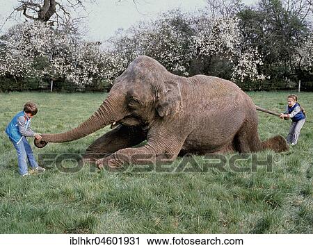 Stock Image - Elephant with children in a meadow, England, Great Britain. Fotosearch