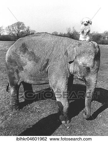 Elephant with dog, England, Great Britain View Large Photo Image Stock Image - Elephant with dog, England, Great Britain. Fotosearch